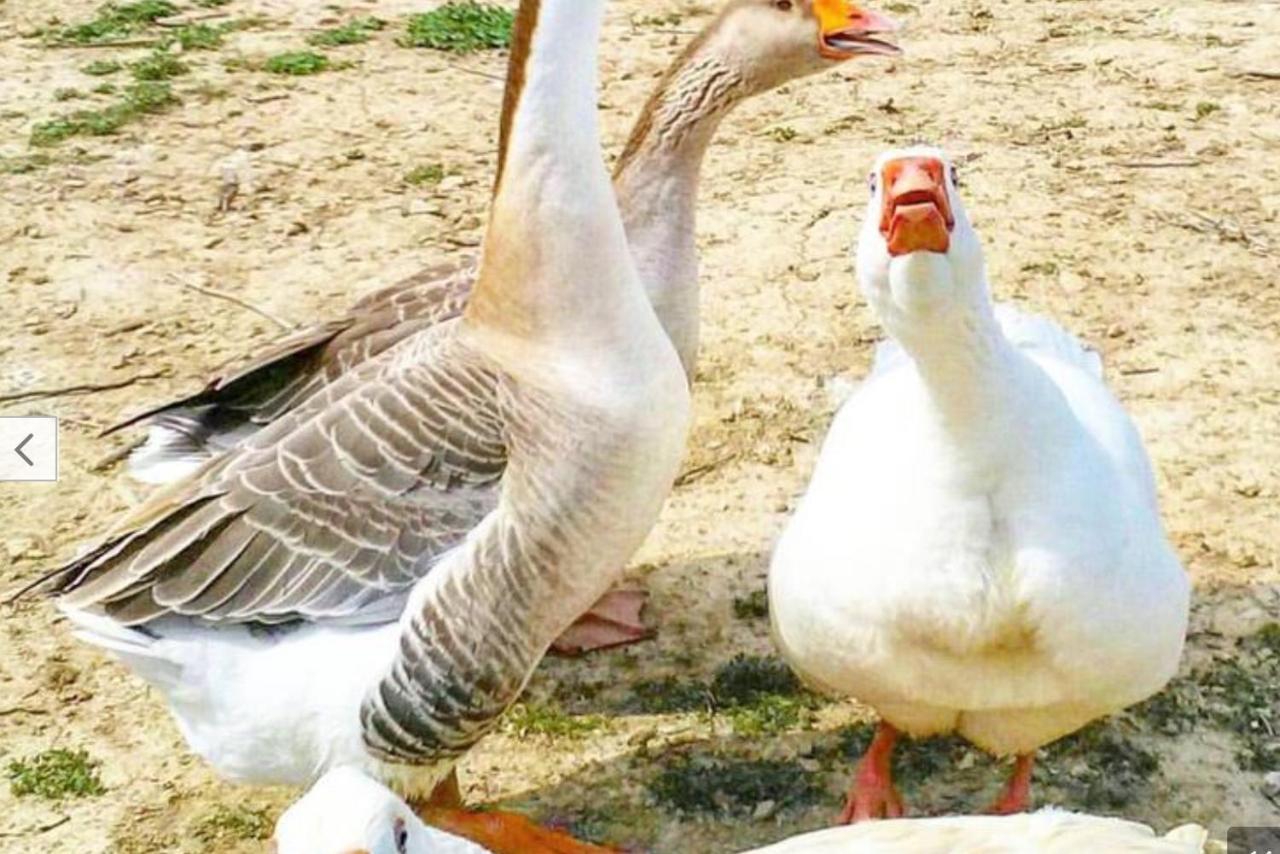 Agriturismo Il Paradiso Iglesias Dış mekan fotoğraf