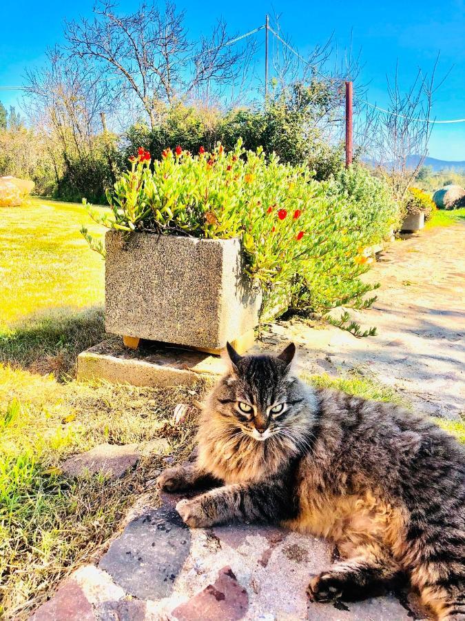 Agriturismo Il Paradiso Iglesias Dış mekan fotoğraf